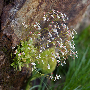 Micranthes stellaris (Saxifragaceae)  - Micranthe étoilé, Saxifrage étoilée - Starry Saxifrage Haut-Adige [Italie] 17/07/2019 - 2390m