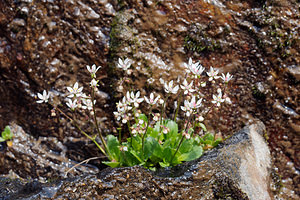 Micranthes stellaris (Saxifragaceae)  - Micranthe étoilé, Saxifrage étoilée - Starry Saxifrage Haut-Adige [Italie] 18/07/2019 - 2460m