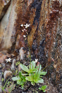 Micranthes stellaris (Saxifragaceae)  - Micranthe étoilé, Saxifrage étoilée - Starry Saxifrage Haut-Adige [Italie] 18/07/2019 - 2360m