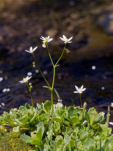 Micranthes stellaris (Saxifragaceae)  - Micranthe étoilé, Saxifrage étoilée - Starry Saxifrage Savoie [France] 23/07/2019 - 2030m