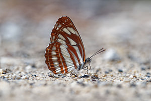 Neptis sappho (Nymphalidae)  - Sylvain de la gesse - Rusty sailer  [Slovenie] 13/07/2019 - 400m