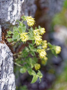 Paederota lutea (Plantaginaceae)  - Véronique jaune  [Slovenie] 05/07/2019 - 1890m