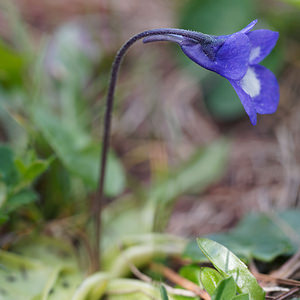 Pinguicula vulgaris (Lentibulariaceae)  - Grassette commune, Grassette vulgaire - Common Butterwort Bezirk Lienz [Autriche] 17/07/2019 - 2020m