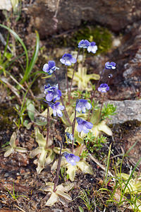 Pinguicula vulgaris (Lentibulariaceae)  - Grassette commune, Grassette vulgaire - Common Butterwort Haut-Adige [Italie] 18/07/2019 - 2370m