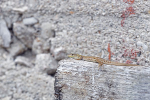 Podarcis siculus (Lacertidae)  - Lézard sicilien, Lézard des ruines - Italian Wall Lizard Comitat de Primorje-Gorski Kotar [Croatie] 09/07/2019 - 10m