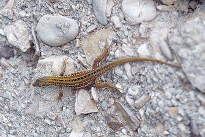 Podarcis siculus (Lacertidae)  - Lézard sicilien, Lézard des ruines - Italian Wall Lizard Comitat de Primorje-Gorski Kotar [Croatie] 09/07/2019 - 10m