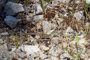 Podarcis siculus (Lacertidae)  - Lézard sicilien, Lézard des ruines - Italian Wall Lizard Comitat de Primorje-Gorski Kotar [Croatie] 10/07/2019 - 10m