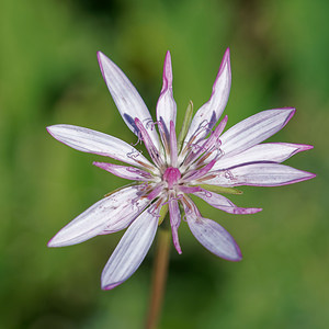 Podospermum roseum (Asteraceae)  - Scorzonere rose Comitat de Lika-Senj [Croatie] 11/07/2019 - 1520m