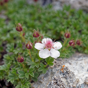Potentilla nitida (Rosaceae)  - Potentille luisante, Potentille brillante  [Slovenie] 05/07/2019 - 1970m