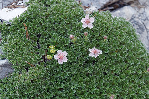 Potentilla nitida (Rosaceae)  - Potentille luisante, Potentille brillante  [Slovenie] 05/07/2019 - 1780m