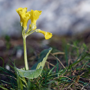 Primula auricula (Primulaceae)  - Primevère auricule, Oreille d'ours, Primevère de Balbis - Auricula  [Slovenie] 06/07/2019 - 1160m