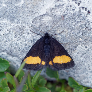 Psodos quadrifaria (Geometridae)  - Ruban fauve, Psodos équestre  [Slovenie] 05/07/2019 - 1990m