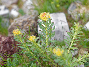 Rhodiola rosea (Crassulaceae)  - Rhodiole rose, Orpin rose  [Slovenie] 05/07/2019 - 1970m