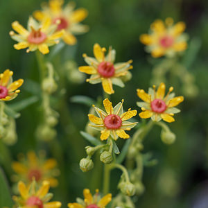 Saxifraga aizoides (Saxifragaceae)  - Saxifrage faux aizoon, Saxifrage cilié, Faux aizoon - Yellow Saxifrage Haut-Adige [Italie] 17/07/2019 - 1990m