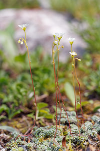 Saxifraga caesia (Saxifragaceae)  - Saxifrage glauque, Saxifrage bleue, Saxifrage bleuâtre  [Slovenie] 06/07/2019 - 1020m