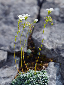 Saxifraga caesia (Saxifragaceae)  - Saxifrage glauque, Saxifrage bleue, Saxifrage bleuâtre Sondrio [Italie] 18/07/2019 - 1990m