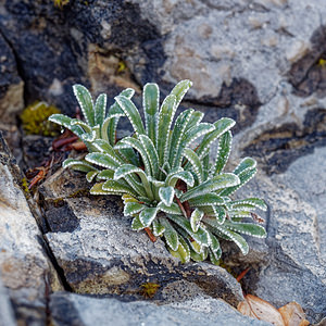 Saxifraga crustata (Saxifragaceae)  - Saxifrage incrustée Udine [Italie] 02/07/2019 - 1400m