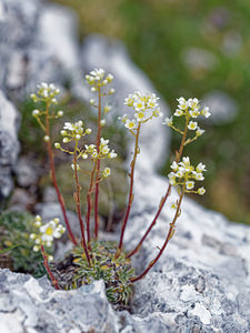 Saxifraga crustata (Saxifragaceae)  - Saxifrage incrustée  [Slovenie] 05/07/2019 - 1880m