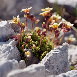 Saxifraga exarata (Saxifragaceae)  - Saxifrage sillonnée, Saxifrage faux orpin Haute-Savoie [France] 20/07/2019 - 2440m