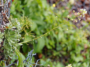 Saxifraga hostii (Saxifragaceae)  - Saxifrage de Host Udine [Italie] 02/07/2019 - 1050m