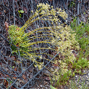 Saxifraga hostii (Saxifragaceae)  - Saxifrage de Host Udine [Italie] 02/07/2019 - 1030m