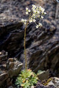 Saxifraga hostii (Saxifragaceae)  - Saxifrage de Host Udine [Italie] 02/07/2019 - 1050m