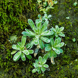 Saxifraga hostii (Saxifragaceae)  - Saxifrage de Host Udine [Italie] 03/07/2019 - 970m