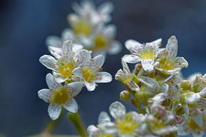 Saxifraga hostii (Saxifragaceae)  - Saxifrage de Host Udine [Italie] 03/07/2019 - 1020m