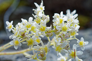 Saxifraga hostii (Saxifragaceae)  - Saxifrage de Host Udine [Italie] 03/07/2019 - 980m