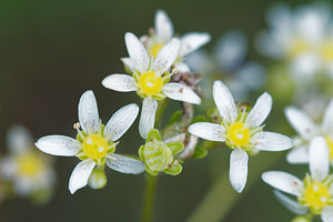 Saxifraga hostii (Saxifragaceae)  - Saxifrage de Host Udine [Italie] 03/07/2019 - 1000m