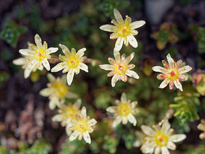 Saxifraga moschata (Saxifragaceae)  - Saxifrage musquée Haute-Savoie [France] 20/07/2019 - 2460m