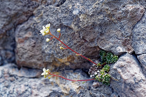 Saxifraga paniculata (Saxifragaceae)  - Saxifrage paniculée, Saxifrage aizoon - Livelong Saxifrage  [Slovenie] 05/07/2019 - 1970m