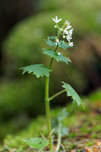 Saxifraga rotundifolia (Saxifragaceae)  - Saxifrage à feuilles rondes - Round-leaved Saxifrage Udine [Italie] 03/07/2019 - 1360m