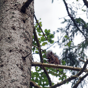 Sciurus vulgaris (Sciuridae)  - Écureuil roux - Eurasian Red Squirrel  [Slovenie] 08/07/2019 - 680m