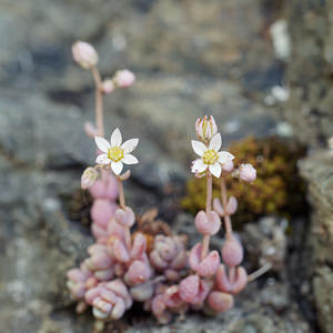 Sedum dasyphyllum (Crassulaceae)  - Orpin à feuilles poilues, Orpin à feuilles serrées, Orpin à feuilles épaisses - Thick-leaved Stonecrop Udine [Italie] 03/07/2019 - 960m