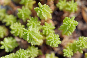 Sedum sexangulare (Crassulaceae)  - Orpin à six angles, Orpin de Bologne, Orpin doux - Tasteless Stonecrop  [Slovenie] 04/07/2019 - 900m