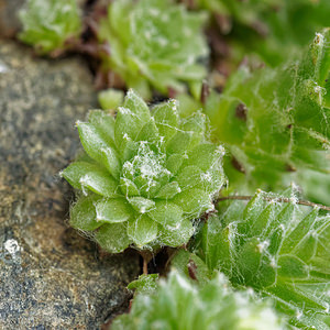 Sempervivum arachnoideum (Crassulaceae)  - Joubarbe toile-d'araignée - Cobweb House-leek Udine [Italie] 03/07/2019 - 960m