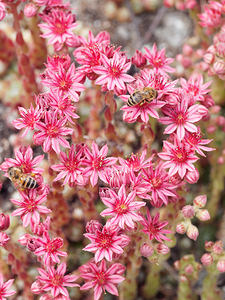 Sempervivum arachnoideum (Crassulaceae)  - Joubarbe toile-d'araignée - Cobweb House-leek Haut-Adige [Italie] 17/07/2019 - 1690m