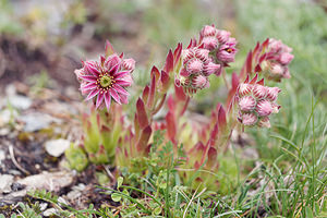 Sempervivum montanum (Crassulaceae)  - Joubarbe des montagnes - Mountain House-leek Haut-Adige [Italie] 18/07/2019 - 2240m