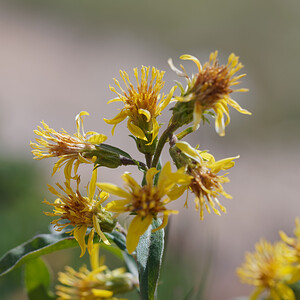 Solidago virgaurea subsp. minuta (Asteraceae)  - Solidage très petit, Petite verge-d'or, Verge-d'or alpestre, Solidage alpestre Haut-Adige [Italie] 17/07/2019 - 2050m