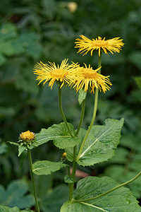 Telekia speciosa (Asteraceae)  - Télékie remarquable - Yellow Oxeye Comitat de Primorje-Gorski Kotar [Croatie] 09/07/2019 - 770m