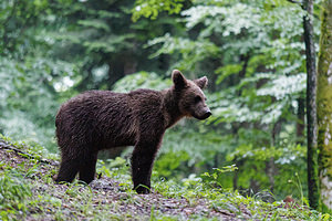 Ursus arctos (Ursidae)  - Ours brun, Ours  [Slovenie] 08/07/2019 - 970m