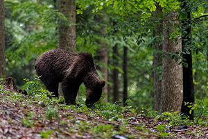 Ursus arctos (Ursidae)  - Ours brun, Ours  [Slovenie] 08/07/2019 - 970m