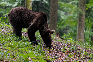 Ursus arctos (Ursidae)  - Ours brun, Ours  [Slovenie] 08/07/2019 - 970m