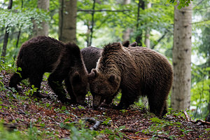Ursus arctos (Ursidae)  - Ours brun, Ours  [Slovenie] 08/07/2019 - 970m