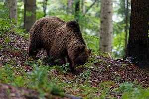 Ursus arctos (Ursidae)  - Ours brun, Ours  [Slovenie] 08/07/2019 - 970m