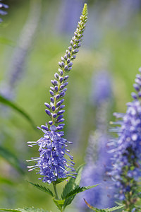 Veronica barrelieri (Plantaginaceae)  - Véronique de Barrelier  [Slovenie] 07/07/2019 - 440m