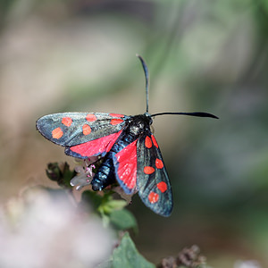 Zygaena transalpina (Zygaenidae)  - Zygène transalpine - Southerly Burnet Isere [France] 22/07/2019 - 970m