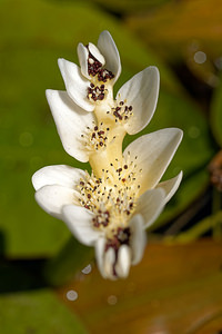 Aponogeton distachyos (Aponogetonaceae)  - Aponogéton à deux épis - Cape-pondweed Nord [France] 01/04/2020 - 40m