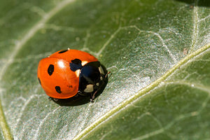 Coccinella septempunctata (Coccinellidae)  - Coccinelle à 7 points, Coccinelle, Bête à bon Dieu - Seven-spot Ladybird Nord [France] 01/04/2020 - 40m